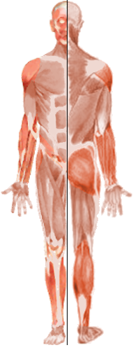 Cliquez sur une rgion musculaire