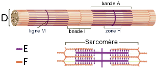 myofibrille