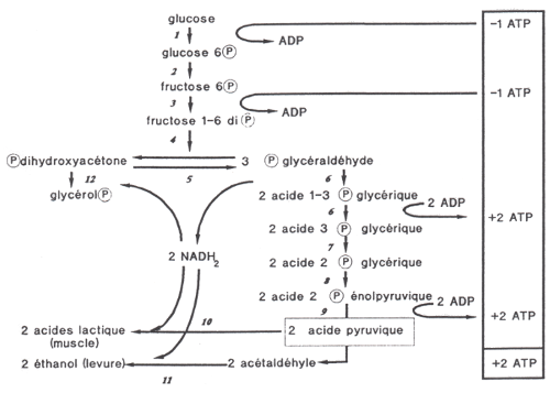 glycolyse