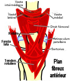 genou_pa