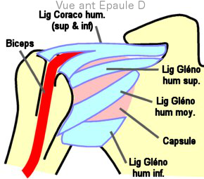 epaule2