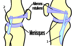 genou2