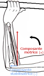 comp_mot