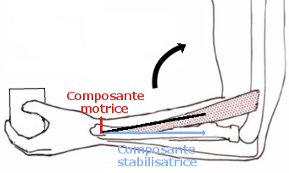 stab_mot
