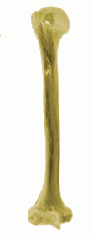 humerus3D