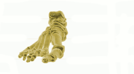 pied3D