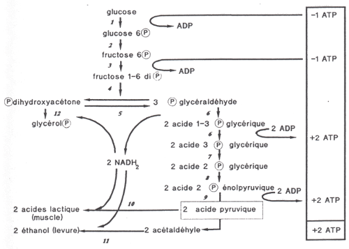 glycolyse