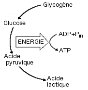 acideLact