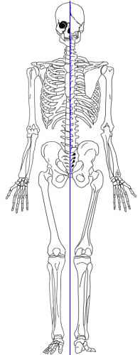 La Structure Interne Du Squelette Féminin De La Ceinture Pelvienne