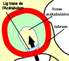 acetabulum